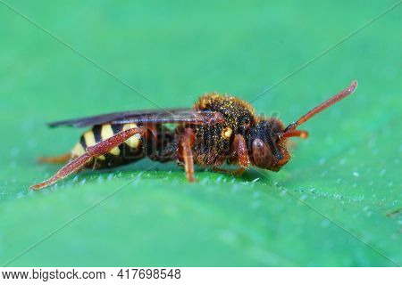 Closeup Of A Female Lathbury's Nomad Bee, Nomada Lathburiana On A Green Leaf
