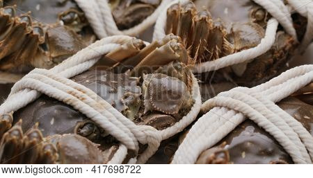 Fresh raw Chinese mitten crab