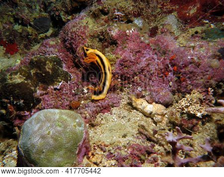 A Chromodoris Joshi Nudibranch Crawling On Rocks Boracay Island Philippines