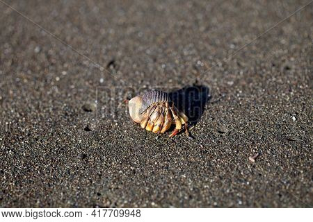 Closeup Portrait Of Hermit Crab (pagurus Samuelis) On Sand In Corcovado National Park, Panama.