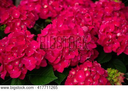Bigleaf Hydrangea Garden Botany Flower Color Red