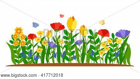 Summer Border Flowers With Butterfly In Flat Cartoon Style. Early Flower Bed, Colored Tulip, Daffodi