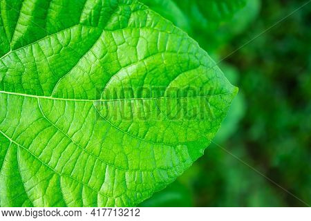 Structure Leaves Close Up. Green Nature Outdoor With Leaf In Park Or Forest.soil With Dry Ground Blu