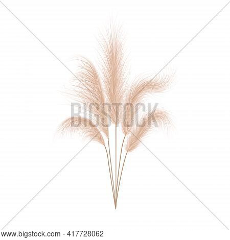 Pampas Grass Collection. Floral Ornament Elements In Boho Style. Vector Illustration Isolated On Whi