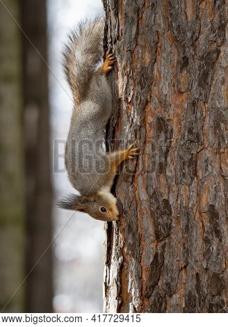 The Squirrel Clings To The Trunk Of A Pine Tree With Its Claws In The Upside-down Position And Gnaws