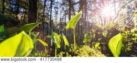 Fresh Green Leafs, Monocots, Are Growing In The Rain Forest During A Sunny Spring Season Day. Taken 