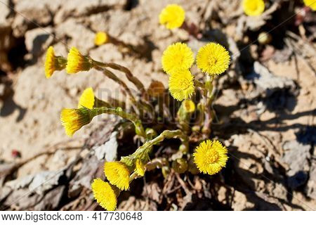 Spring Primroses-mother-and-stepmother. Beautiful Yellow Flowers On The Ground Background. Close-up,