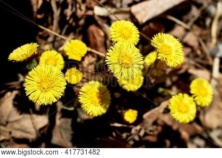 Spring Primroses-mother-and-stepmother. Beautiful Yellow Flowers On The Ground Background. Close-up,