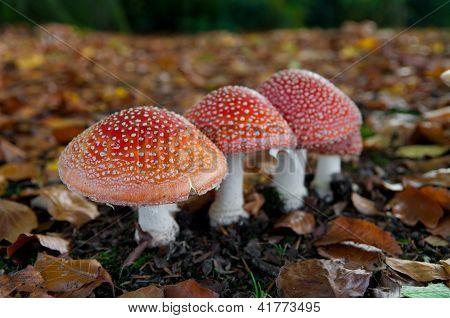 Funghi nel bosco