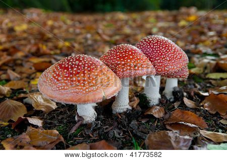 Funghi nel bosco