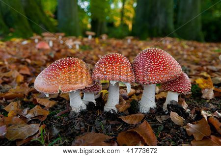 Funghi nel bosco