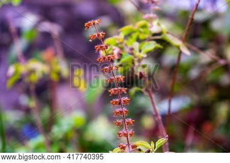 Tulsi , Holy Basil (ocimum Tenuiflorum) Flowers And Seeds In The Garden
