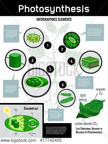 Photosynthesis Light Energy In Cells Food Conversion Process Schema Infographic Elements With Descri