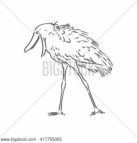 Hand Drawn Sketch Style Shoebill. Vector Illustration Isolated On White Background.