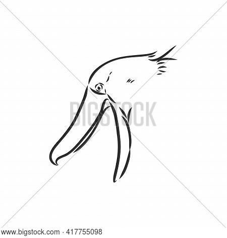 Hand Drawn Sketch Style Shoebill. Vector Illustration Isolated On White Background.