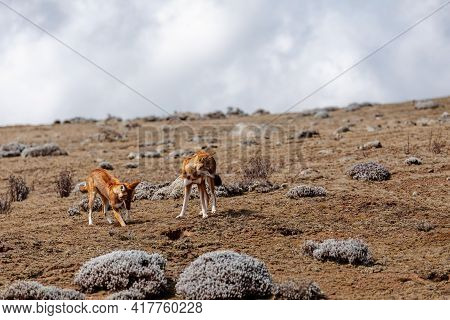 Very Rare Endemic Ethiopian Wolf, Male And Female, Canis Simensis, Sanetti Plateau In Bale Mountains