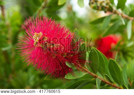 Callistemon Rigidus Plant. Bottlebrush. Red Flowers Arranged In Spikes On The Ends Of Branches.