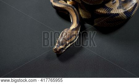 Photo Of Royal Ball Python On Black Dark Background