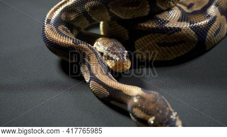 Photo Of Royal Ball Python On Dark Table