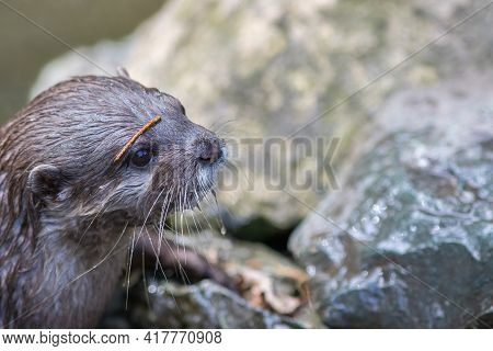 Otter Face Close-up. Beautiful Wildlife Image. Cute Animal Picture Of A Young Asian Small-clawed Ott