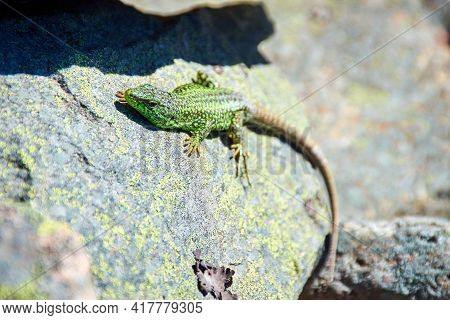 Iberolacerta galani or lizard of Leon, basking in the morning on a rock to warm up. Green brown and black reptile looking at the camera
