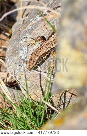 Iberolacerta Galani Or Lizard Of Leon, Basking In The Morning On A Rock To Warm Up. Focus On The Hea