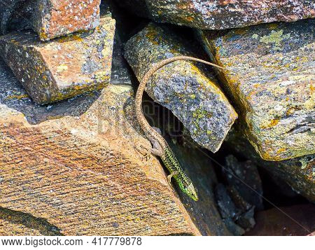 Iberolacerta Galani Or Lizard Of Leon, Basking In The Sun On A Rock In A High Mountain Refuge To War