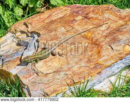 Iberolacerta Galani Or Lizard Of Leon, Basking In The Sun On A Rock In A High Mountain Refuge To War