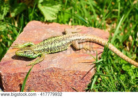 Iberolacerta Galani Or Lizard Of Leon, Basking In The Sun On A Rock In A High Mountain Refuge To War