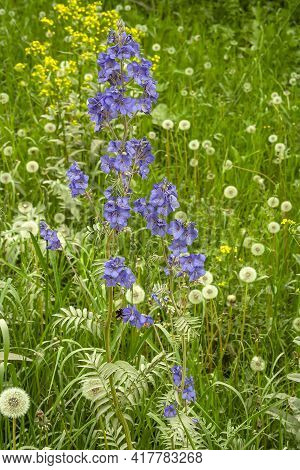 Delicate Flowers Sinyukha Blue, Polemonium Caeruleum, Western Siberia, Kuzbass