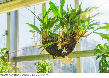 Coelogyne Orchid In A Hanging Coconut Pot, In The Greenhouse Of A Subtropical Garden