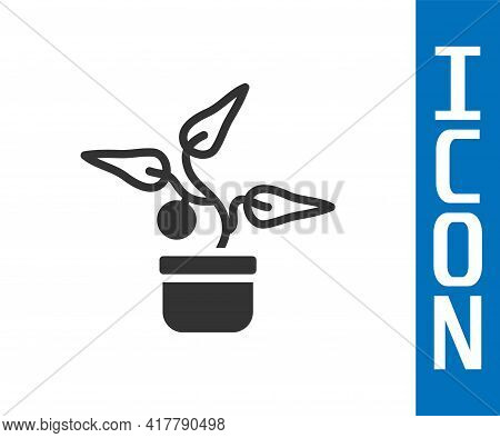 Grey Plant In Pot Icon Isolated On White Background. Plant Growing In A Pot. Potted Plant Sign. Vect