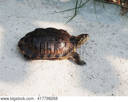 Redeared Turtle Crawling On Land On A Granite Surface With Small Pebbles Outdoors
