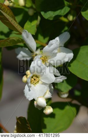 Pearl Bush Snow White - Latin Name - Exochorda Serratifolia Snow White