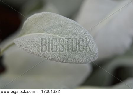 Shining-white Ragwort Angel Wings Leaves - Latin Name - Senecio Candidans Angel Wings
