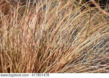 Bronze New Zealand Hair Sedge - Latin Name - Carex Comans Bronze Form