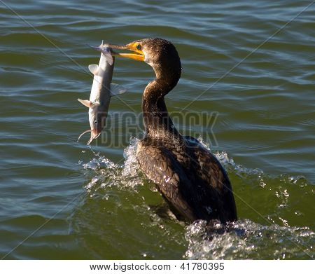 Kormoran Essen Wels