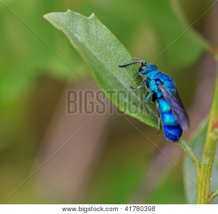 Koekoek Wasp