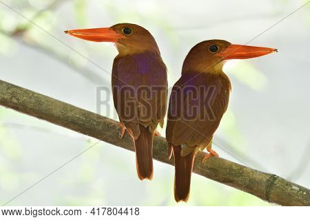 Pair Of Ruddy Kingfisher During Mating Season Perching On Dead Bamboo Branch Against Strong Back Lig