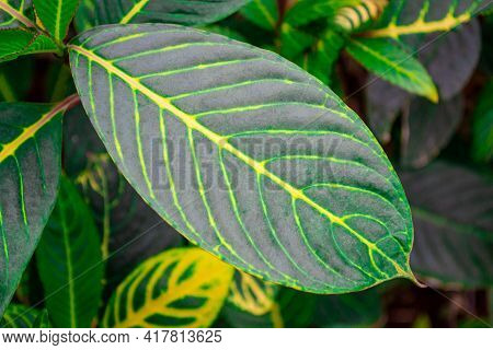 Close-up Of Vivid Green Leaves With Yellow Veins On Them. Sanchezia Speciosa Leonard. Natural Backgr