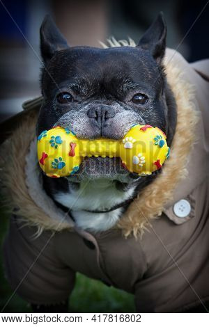 French Bulldog With Nice Brown Jacket And Yellow Toy In Her Mouth