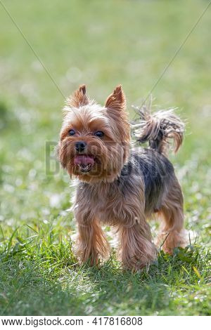 Yorkshire Terrier On A Green Sunny Meadow Shows His Red Tongue