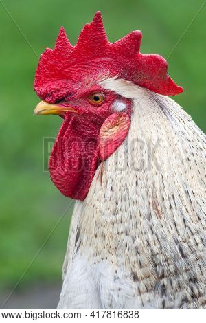 Nice White Rooster Portrait, In A Green Background, Side View