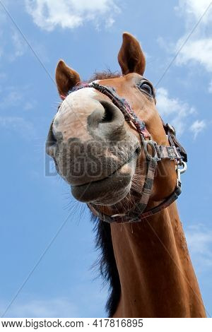 Wide Angle Horse Snout Portrait On A Blue, Cloudy Sky Background