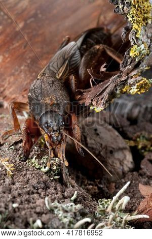 Mole Cricket On Mossy Peel Is Diging Soil