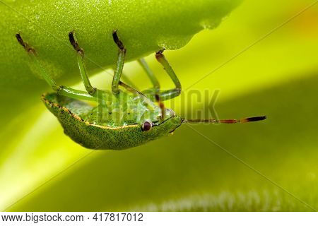 Green Shield Bug Walks On A Butterworts  Leaf Sticky And Dangerous Surface, Bottom View
