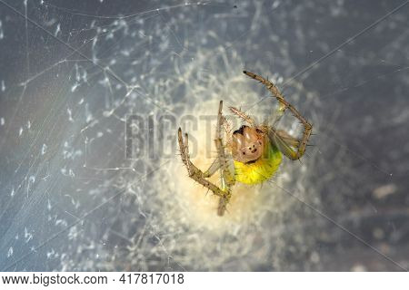 Yellow Araniella Cucurbitina Spider In The Own Cobweb