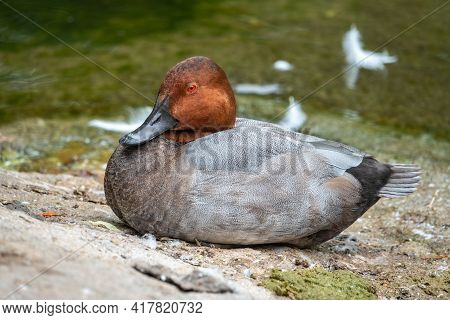 Beautiful Duck With Orange Head, Common Pochard Male, Aythya Ferina, Sits On The Pond Shore. The Com