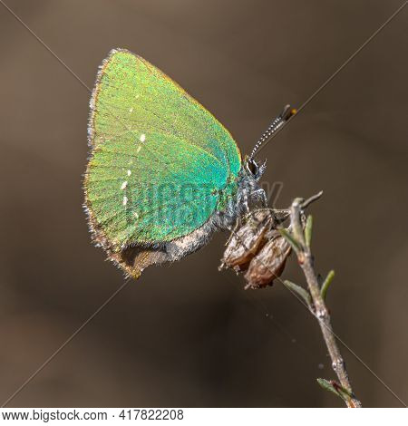 Green Hairstreak (callophrys Rubi) Butterfly Resting On Heath With Brown Background