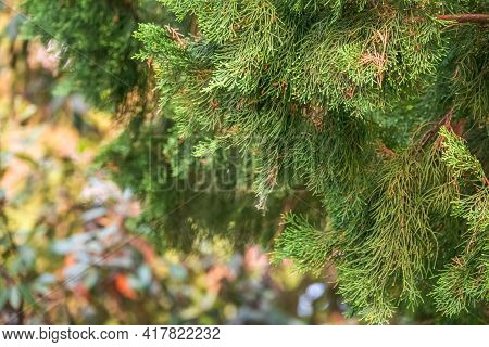 Leaves And Cones Of A Juniper Tree Evergreen. Juniperus Excelsa, Commonly Called The Greek Juniper